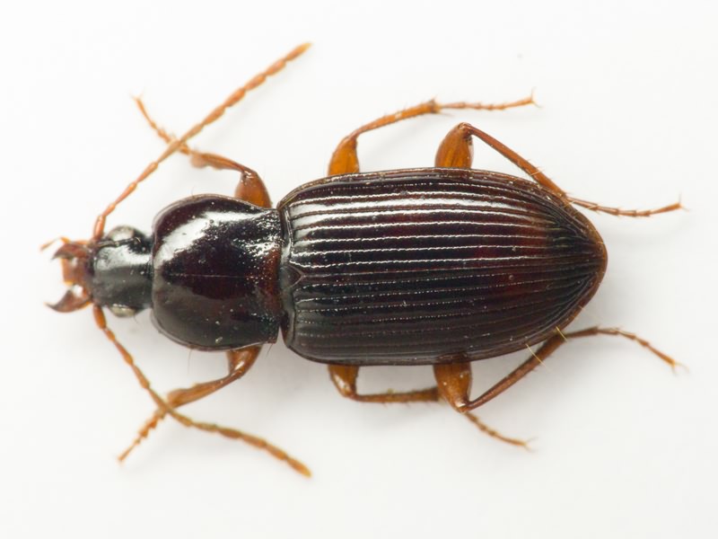 Carabidae Latreille, 1802